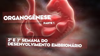 Organogênese parte 1  2ª e 3ª semana do desenvolvimento embrionário  Gastrulação e Neurulação [upl. by Silvestro]