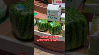 Expensive Square Watermelon in Japan japan [upl. by Yrrah]