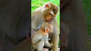 The baby cried and fell asleep because the mother did not give him milk Mother looks baby Macaca [upl. by Akerehs674]