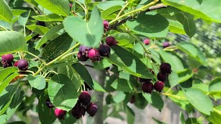 Harvesting serviceberry and planting eggplants [upl. by Blodget]