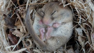 Dormouse hibernating in a nest box [upl. by Anoval]