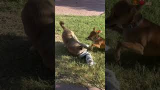 The Kisses Happened WTTE shortsfeed cutedogs dog puppy doglover watchtillend kisses s [upl. by Ase]