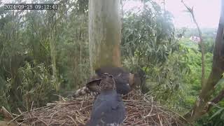 Zimbali Estate Crowned Eagle Live Stream 92524 [upl. by Arreik266]