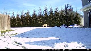 Usogood TC30 Trail Camera FOOTAGE [upl. by Alded]