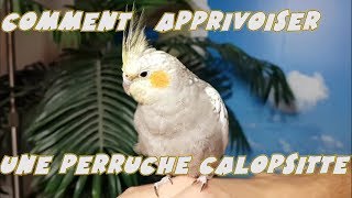 Comment apprivoiser une Calopsitte partie 2  How to tame a Cockatiel part 2 [upl. by Torosian]