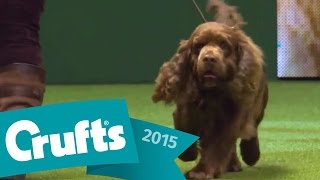 Flat Coated Retriever wins Gundog Group Judging  Crufts 2015 [upl. by Lleirbag412]