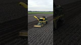 Potato Harvest with Ploeger AR4B 😎 agriculture farming landwirtschaft FlyingPixelsPhotography [upl. by Koerner332]