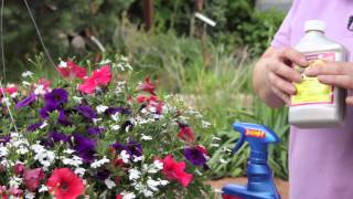 How to Get Rid of Aphids on Petunias  Grow Guru [upl. by Aivun]