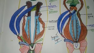 Urinogenital System Of Scoliodon Male Urinogenital System [upl. by Eniawd764]