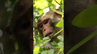 So whats Florida like 🤣 Non Native Rhesus Macaques at Silver Springs State Park [upl. by Nerfe786]