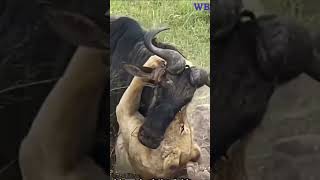 wildebeest applies the never give up theory and succeeds against the lion [upl. by Nylicaj]