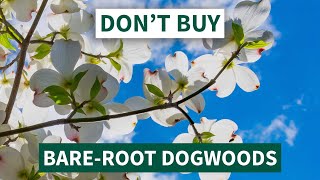 Dont Buy BareRoot Dogwood Trees  Heres Why [upl. by Aennyl]