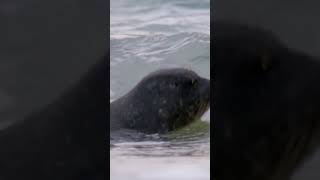 Baby seals first swim naturepbs animalshorts seal wildlife ocean [upl. by Eisele]