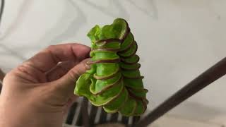 2 Minutes of My Today  Colocasia pharaoh mask ku daun nya kok tambah tumbuh tambah kecil 🤔 [upl. by Weinshienk]