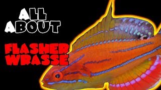 All About The Carpenters Flasher Wrasse [upl. by Dent793]