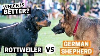 German Shepherd vs Rottweiler Which is Better for You [upl. by Viki]