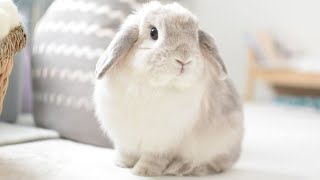 Holland Lop White  Holland Lop Bunny Playing And Jumping  Cutest Rabbits [upl. by Landry]