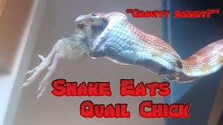 Snake Fails at using Gravity Assist  Eats Quail Chick anyway [upl. by Lindie]