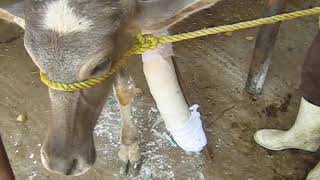 Plaster of Paris for treatment of metacarpal fracture of a Buffalo calf 🐃🐃 شکستگی 🐃🐃 ふくらはぎの脚の骨折 🐃🐃 [upl. by Bobina]