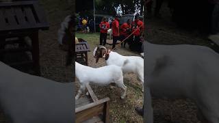 Kambing jantan muda Fullblod [upl. by Wayolle]