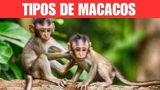 Top 5 Raças de Macacos [upl. by Elohcin584]