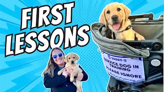 Service Dog Training Puppys First Week Home [upl. by Daraj]