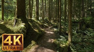 4K Virtual Forest Walk along Middle Fork Trail at Snoqualmie region Part 1 3 HR Relax Music [upl. by Nohs]