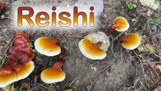 Outdoor Reishi Mushroom Cultivation [upl. by Ralyks394]