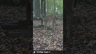 Doe at the feeder 2 14 October 2024 [upl. by Sackman717]