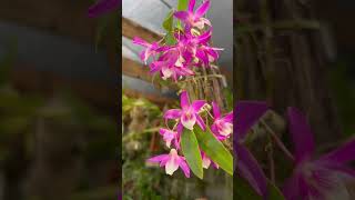 Orquídea Dendrobium Stardust🌸🌼🌸🌼orquideas flores bomdia dendrobium [upl. by Marchall334]