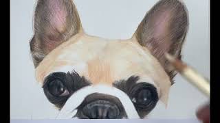 Drawing a French bull dog in coloured pencils  frenchie frenchbulldog [upl. by Ailsun]