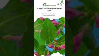 Ultimate Guide to Weigela Shrubs Care WeigelaShrubs GardenBeauty shorts [upl. by Dayle549]