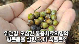 어깨 팔 등의 통증치료에 좋은약초병든몸을 살린다이 식물은 [upl. by Ayres962]