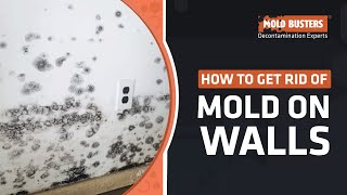 Wall Mold Removal  How to Get Rid of Mold on Walls  Mold Busters [upl. by Siclari]