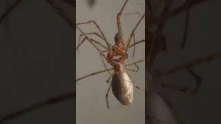 Exploring Orb Weaver Spiders Mating under a Microscope [upl. by Eahsram]