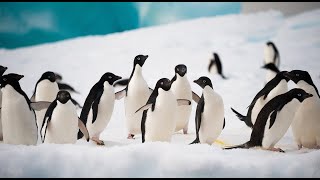 Top 15 ANIMALS THAT LIVE IN ANTARCTICA  Wildlife of Antarctica [upl. by Lletnahc]