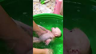 Gently bathe newborn baby monkey monkeybaby monkeyshort [upl. by Thoer]