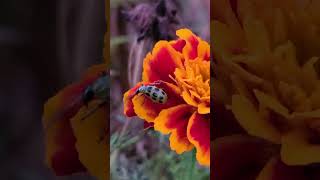 Leaf Beetle on Marigolds [upl. by Lajes]