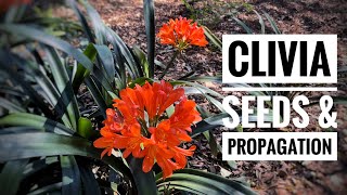 Growing Clivias from seed  Care Guide [upl. by Pavior]