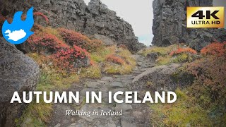 Iceland Walking Tour  Þingvellir in Autumn 4K [upl. by Rod]