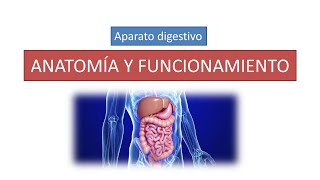 Anatomía y funcionamiento del aparato digestivo [upl. by Nuri456]