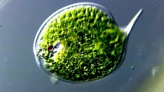 Das Augentierchen Euglena  Tier oder Pflanze [upl. by Lamrouex]