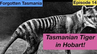 Tasmanian Tiger in Hobart  Forgotten Tasmania Episode 14 [upl. by Ttenrag]