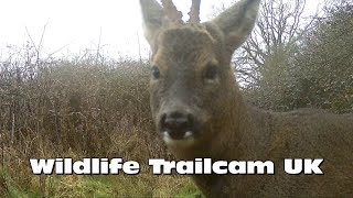 Muntjac grooms itself in front of the camera Trail camera Thursday [upl. by Valry]