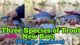 Three Species of Trout with New Reel Pflueger President [upl. by Yeleen52]