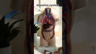 Machanism of digestionDigestive systemGI system ytshorts ytshortyoutubeshorts [upl. by Magdalene370]