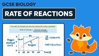 Enzymes amp Rate of Reaction Calculation  GCSE Biology [upl. by Mlawsky861]