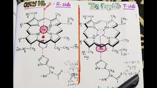 StructureandFunction of Haemoglobin amp Myoglobin [upl. by Ialokin410]