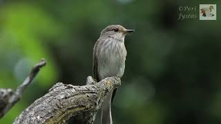 Il Pigliamosche e i suoi atteggiamenti The Flycatcher and his attitudes Muscicapa striata [upl. by Nylazor422]