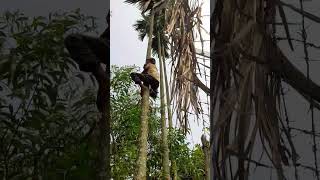 shortsvideo supari tree shortsvideo shorts [upl. by Gabor626]